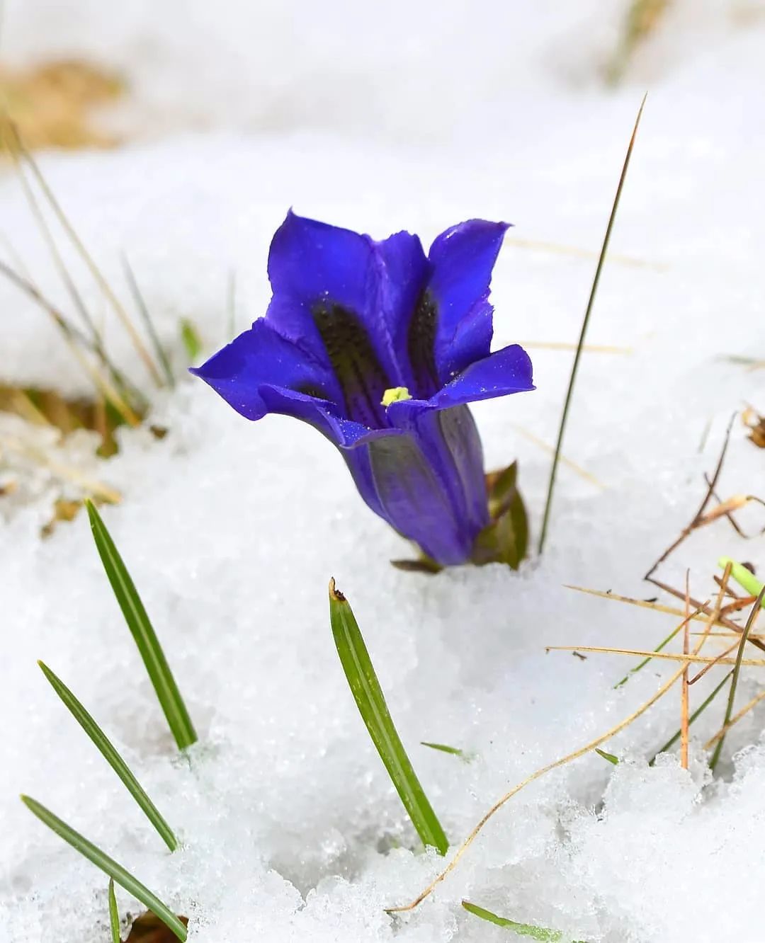 摄影作品欣赏:在冰雪中盛开的花,难得一见,太美了!