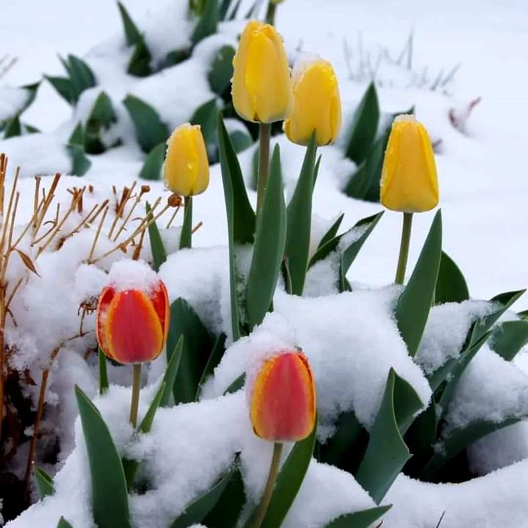 雪中花图片唯美图片