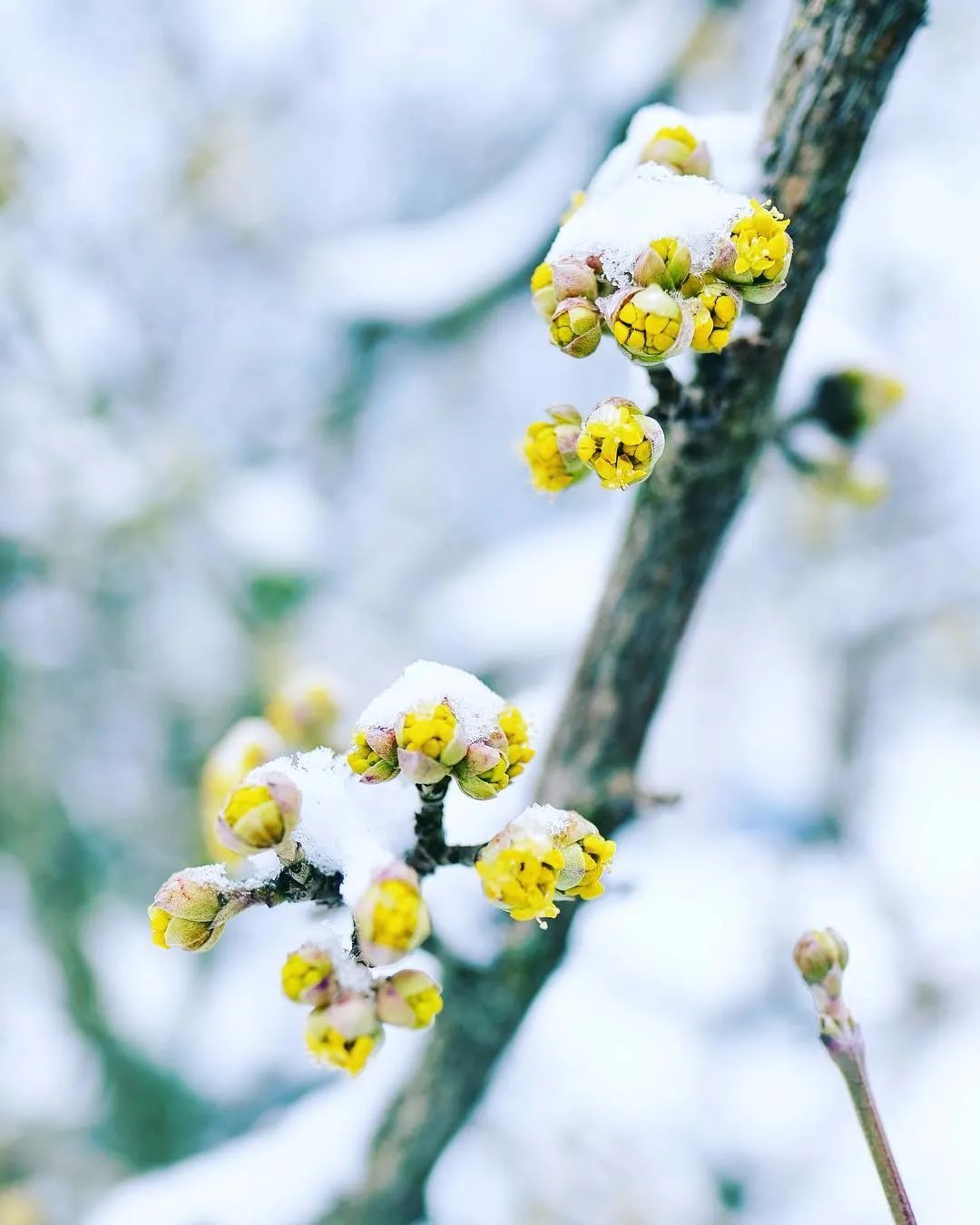 摄影作品欣赏:在冰雪中盛开的花,难得一见,太美了!