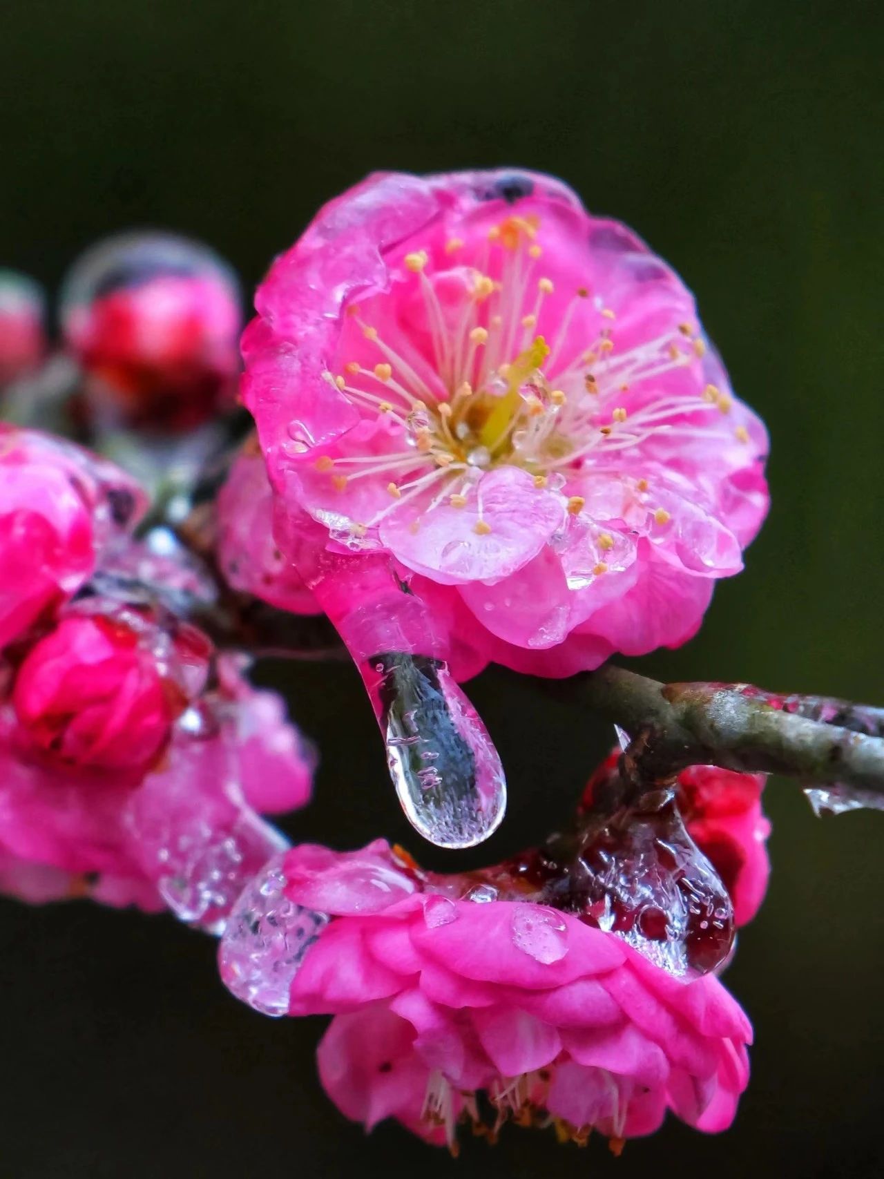 冻雨梅花,真的太漂亮了!