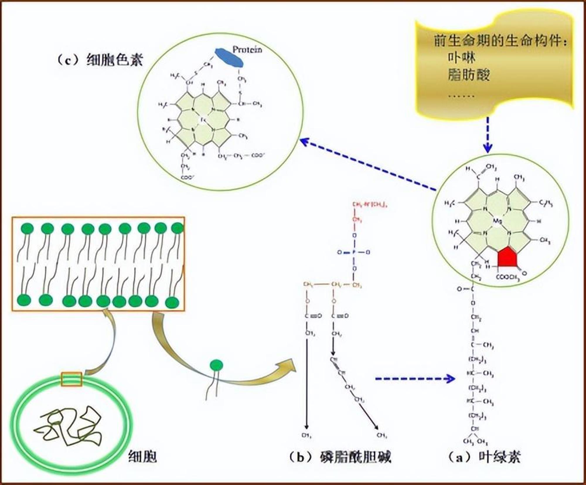 铁卟啉尿图片