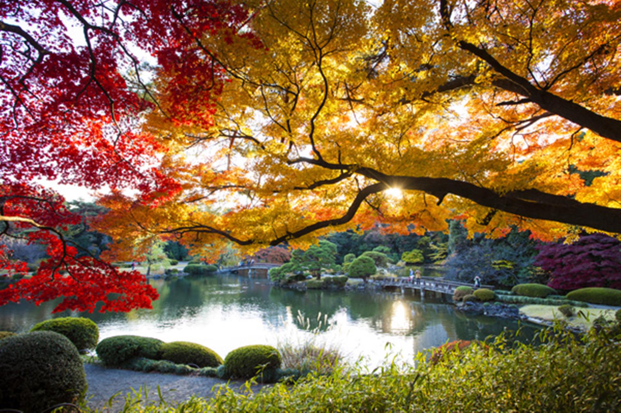 京都大学世界排名_京都大学排名qs_日本京都大学在世界排第几名