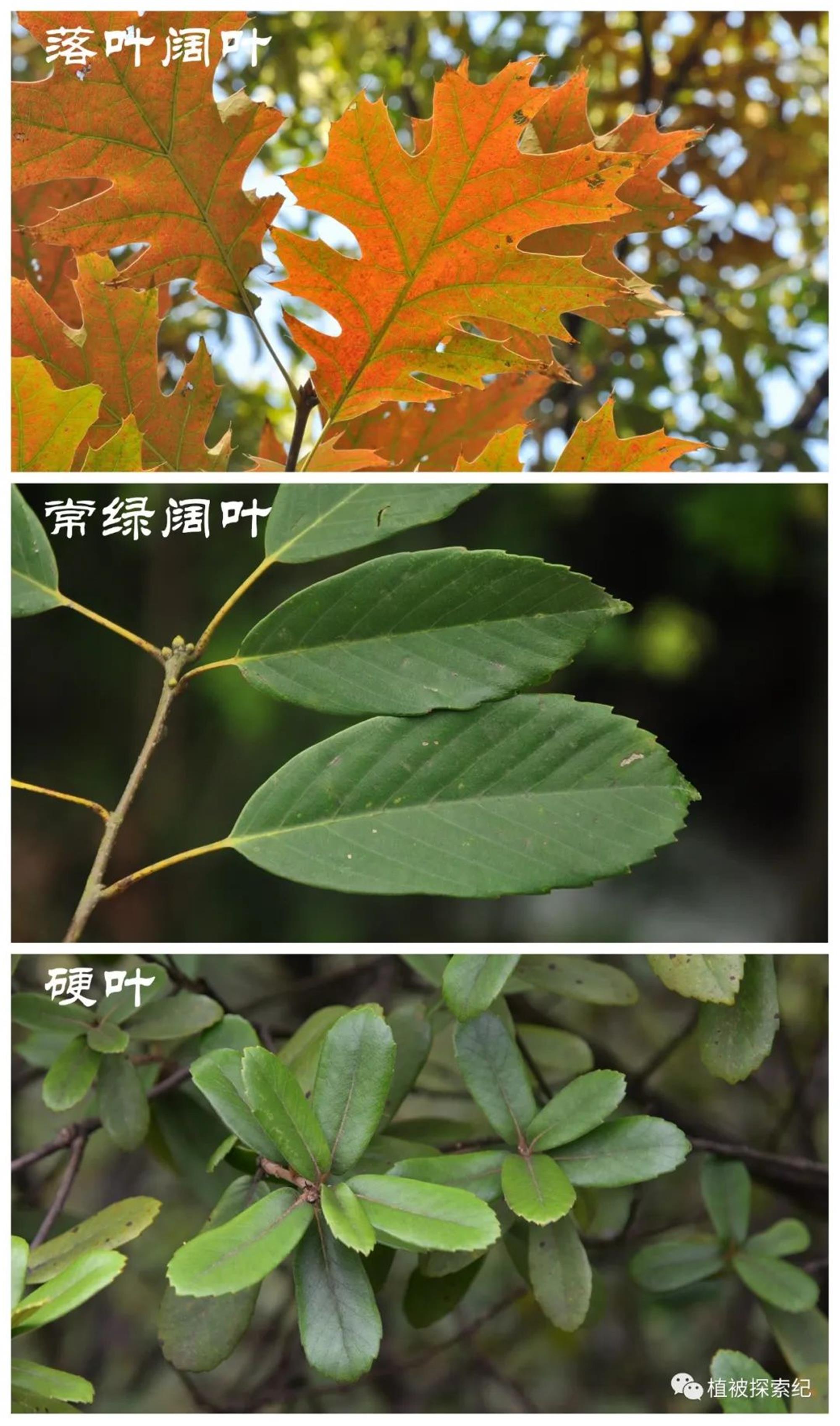 硬叶林代表植物图片