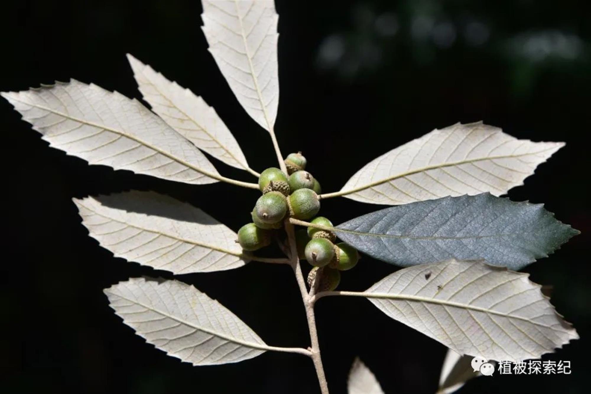 硬叶林代表植物图片