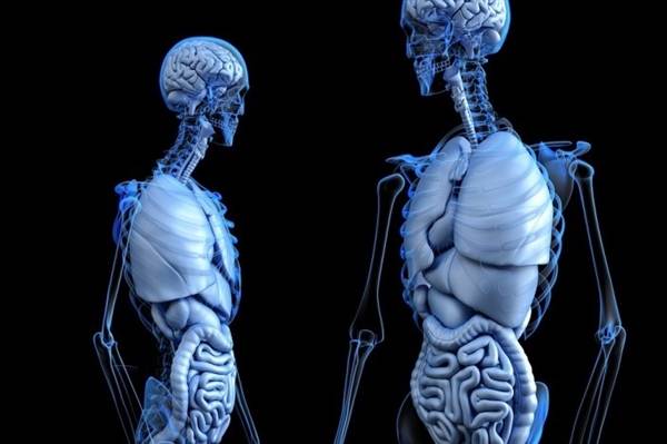 新的人体器官被发现 科学家认为它可以解释癌症的扩散
