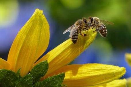 聯合國設立世界蜜蜂日:呼籲全球保護蜜蜂